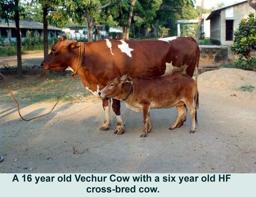 File:Vechur cow.jpg