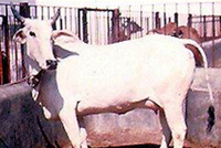 Malvi cow.jpg