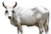 Bachaur.jpg