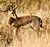Chinkara.jpg