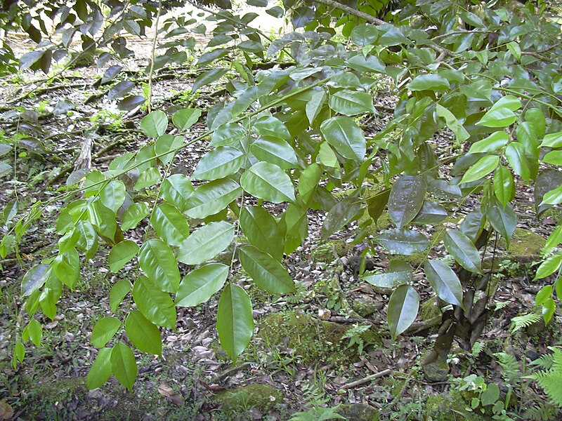 File:Starr 030807-0062 Pterocarpus indicus f. echinatus.jpg