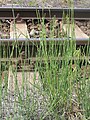 Thumbnail for version as of 00:24, 22 May 2007