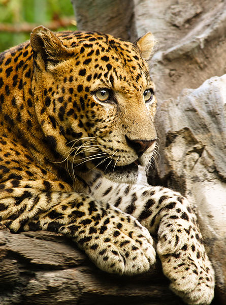 File:Panthera pardus close up.jpg
