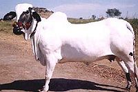 Deoni Bull.jpg
