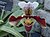 Paphiopedilum 2.jpg