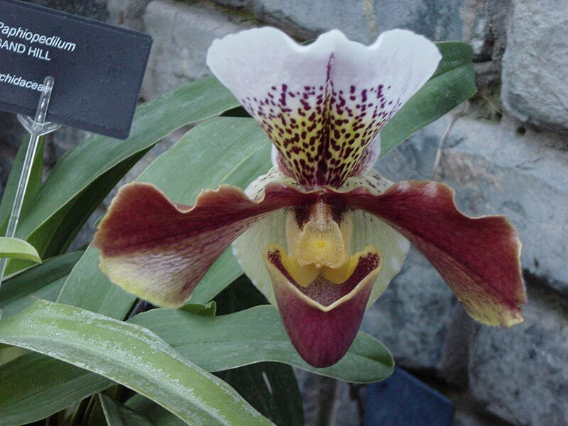 File:Paphiopedilum 2.jpg