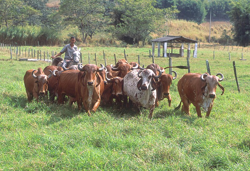 File:Brazilian Gyr Cattle.jpg