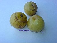 Indian gooseberry Tamil word2.JPG