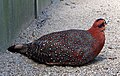 Thumbnail for version as of 07:23, 6 August 2005