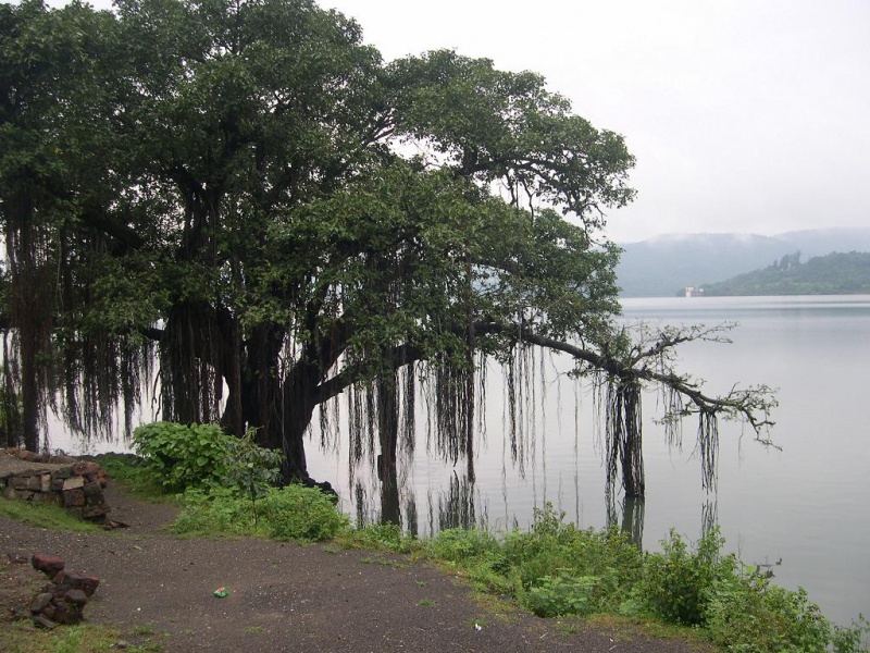 File:Banyan wikimedia.jpg