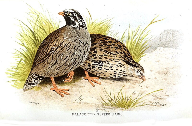File:Ophrysia superciliosa hm.jpg