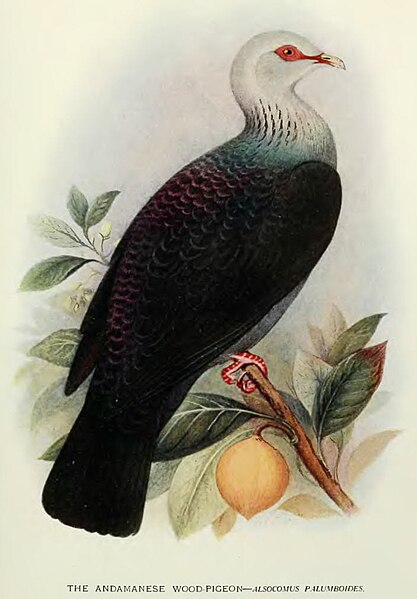 File:ColumbaPalumboides.jpg