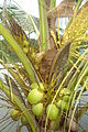Thumbnail for version as of 16:46, 5 June 2011