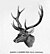Cervus elaphus00.jpg