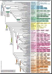 Angiosperm Phylogeny Group #