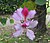 Bauhinia variegata flower.jpg