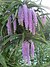 Rhynchostylis gigantea of Assam 2.jpg