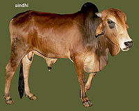 Red sindhi cattle.jpg