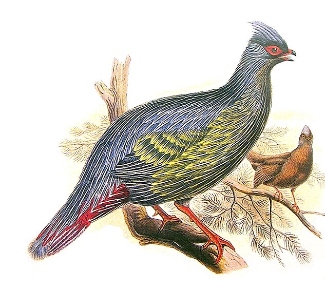 File:BloodPheasantGouldRichter.jpg