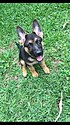 German Shepherd puppy 2017-10-15.jpg