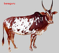 Baraguru.jpg