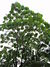 Neem tree.JPG