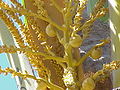 Thumbnail for version as of 08:56, 28 October 2004