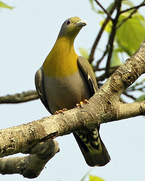 File:Yellow-footed Green-Pigeon (Treron phoenicopterus) male-8.jpg