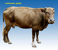 Malenadu Gidda.jpg