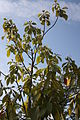 Thumbnail for version as of 09:00, 2 September 2011