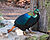 Lophophorus impejanus Zoo DU 2.jpg