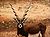 Black Buck.jpg