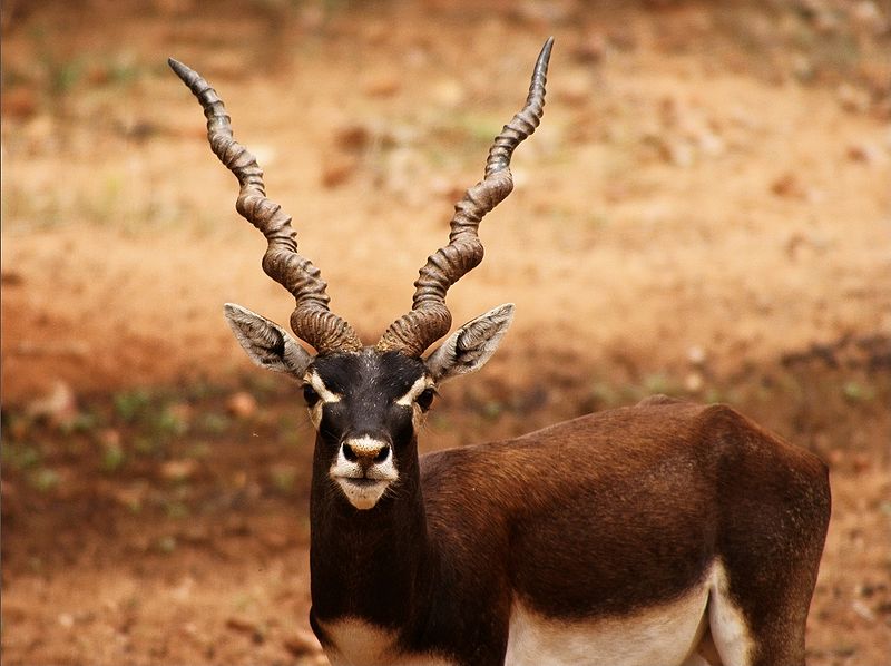File:Black Buck.jpg