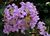 Crepe Myrtle, Crape Myrtle 'Apalachee' (Lagerstroemia indica).jpg
