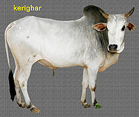 Kerighar.jpg