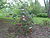 Rhododendron campanulatum0.jpg
