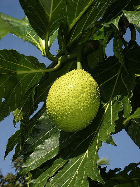File:Artocarpus altilis (fruit).jpg