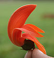 Thumbnail for version as of 19:04, 2 February 2010