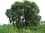 Dalbergia sissoo.jpg