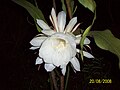 Thumbnail for version as of 22:17, 24 August 2008