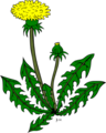 Dandelion clipart.png