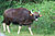 Bandipur 2.jpg