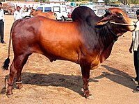 Lal Kandhari.JPG