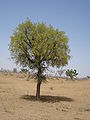 Thumbnail for version as of 08:32, 26 April 2008