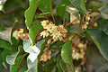 Thumbnail for version as of 00:57, 22 June 2009