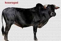Kasaragod.jpg
