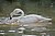 Greater flamingo.jpg