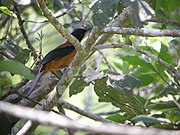 Hooded Pitohui.jpg