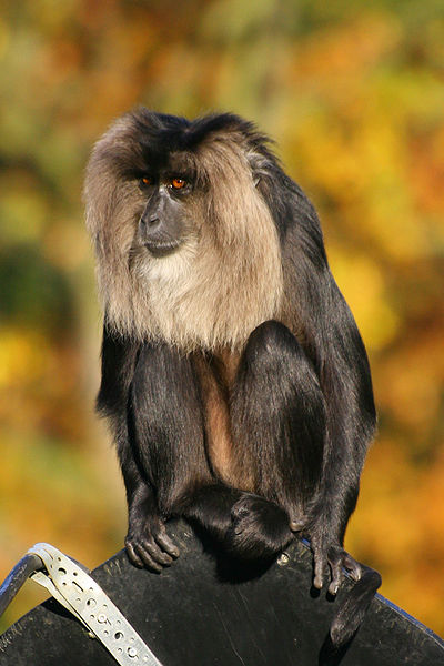 File:Lion-tailed Macaque.jpg