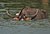 Flickr - Rainbirder - Bull Water Buffalo.jpg